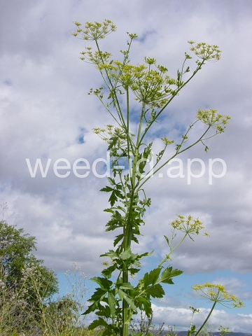 parsnip, wild